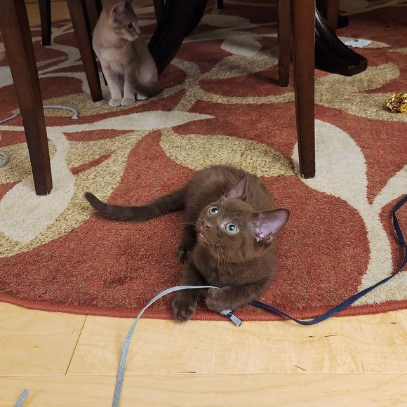 MEET YOUR POSHER, Tatiana ππ π»πΆπ - Picture 11 of 15